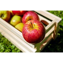 초특가 흠집사과 껍질째먹는 꿀사과 못난이 흠과 10kg, 소과(41-60과)