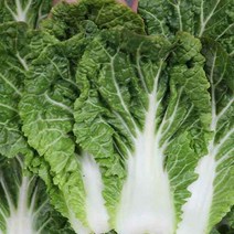장보리 전남 진도 봄동 1.5kg, 단품없음