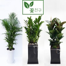 꽃친구 금전수 돈나무 극락조 행운목 뱅갈고무나무 알로카시아 스투키 고무나무 아레카야자 녹보수 개업 축하 화분 전국 당일배송, 스투키 사각분 1호, 기본받침, 1개