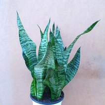 [용이네 화원] 빵빵한 타이거 산세베리아 120 농원, 1개