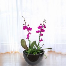 만천홍2 꽃배달싼곳 개업 개업화분 개업선물 개업화환 개업식 관엽 동양란 서양란 화분 총알 배달 인테리어 해피트리 극락조 금전수 행운목 실내화초 고품격 화분 공기정화