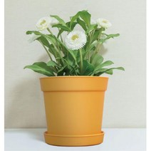 카페화분 반려식물 분갈이 기본형 동그란 화분 다육화분 귀여운화분 모종화분, 미니 레드