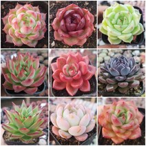 희귀다육 [10종모음], 0번-10종 모두 (할인 + 선물까지)