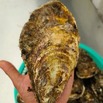 프레시퍼스트 산지직송 통영석화 각굴 삼배체굴 특대왕굴, 삼배체석화4kg, 1개