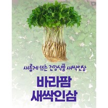 바라팜 분무수경재배 새싹인삼 물로만키우는 깨끗한 무농약 건강식품, 새싹인삼 대 25cm이상 100뿌리 1박스