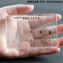 곤충 꿀벌 모형 표본 성장과정 박제 관찰 교구 과학수업 발달 교육 학습 생장, 검은파리