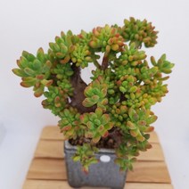 을려심 철화 다육이 예쁘게 자란 중품 다육 식물190, 단품