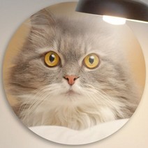 pf449-원형아크릴액자_눈빛이사랑스러운고양이, 이미지1
