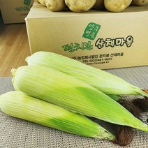 강원도 양구 펀치볼 산채마을 백미 찰 옥수수 10개/20개/30개/50개, (냉동)백미 찰 옥수수 10개