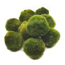 [마리모 농장] 마리모 보다는 모스볼, 1개