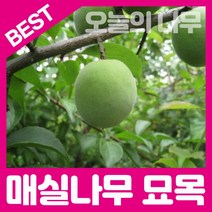 합리적 가격의 우수한 매실나무묘목(왕매실 청매실 홍매실), 왕매살(알이 큼)접목묘 상묘