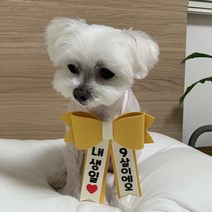 강아지 리본화환 선물포장 촬영소품 인간화환, 하늘