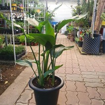 70~95cm 3촉 극락조여인초 대품 249