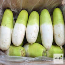 국내산 제주 월동무 세척무 제주 무 5kg 10kg 20kg, 제주 월동무 20kg, 1개