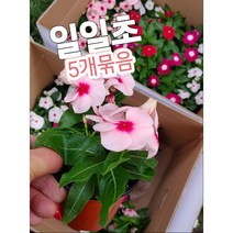 일일초-5개묶음/﻿매일 한 송이씩 피어나기 때문에 붙여진 이름