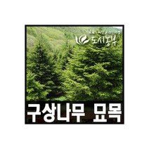 구상나무 묘목/우리나라 특산종/150~300cm/도시농부, 구상나무 키250cm