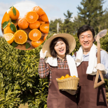 먹사부 [산지직송] 제철 제주 황금향 가정용 선물세트 선물용 과일 소 중 대과 고당도 특품 1kg 2kg 3kg 5kg 명절 설 추석 선물 세트, B. 가정용 중과 (5kg)