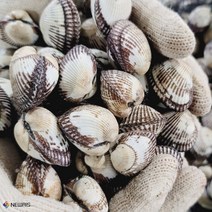 산지직송 제철 벌교 새 꼬막, 꼬막 2kg(160미내외)