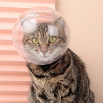 고양이 우주 넥카라 타공 헤드볼 투명 강아지 입질 물림 방지 샤워 통풍 마스크 헤드 커버