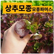 꽃상추10개 권농상추 쌈채소키우기 (모종파머스)