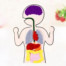 초등 과학 인체 장기 만들기 부직포 교재 도구 원리 연구 실습 탐구 창의 관찰 돌봄 준비물 학습
