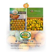 새콤달콤 1등 프리미엄 고당도 불로초 하우스감귤