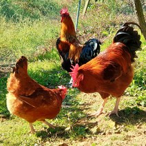 토종닭 백숙용 2.4kg내외 오후4시마감 당일발송 수요일휴무 백숙용 제사용 생닭 장닭 한약재무료제공 살아있닭