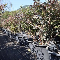 블루베리나무 묘목 7년생 블루레이 스타 프리마돈나 유실수 재배, 프리마돈나 7년생