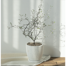 작은 감성나무 마오리 코로키아 키우기 인테리어 반려 식물 테라조화분, 1개