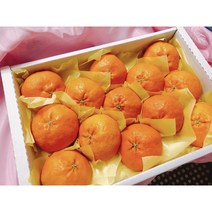 국내산 제주 고당도 레드향 가정용 선물용 3kg 1BOX, 레드향 선물용3kg, 1개