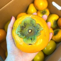 냥냥이네 단감 25-35과 5kg 태추 감효능 곶감만들기 진영 청도반시 곶감용 부유 대추 땡감 둥시감 감나무, 상세페이지 참조
