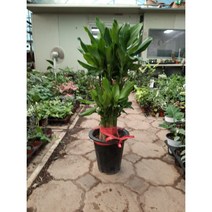 황금죽/2단/높이90센치정도, 1개