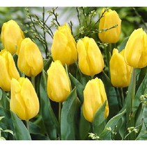 [이삽저삽] 튤립구근(색상별/10개) 튜울립구근 봄개화구근 야생화 (10종색상) / 노랑3종 분홍3종 빨강4종, 노랑(스트롱골드/10개)