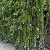 허브모종]크리핑로즈마리 : 10cm분/2개 Q893