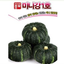 단호박 씨앗(10립) 미니 밤호박