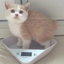 강아지 체중계 몸무게 정확한 측정기 애완동물 전자저울 가정용, 옵션6