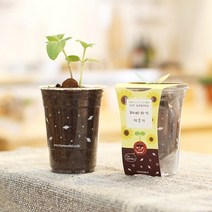 투명 미니 화분 세트 모음 옥상 베란다 텃밭 만들기, 패랭이꽃