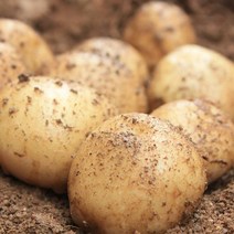 이웃사촌 햇 감자 단골많은 집, 5kg (대, 찜용), 1박스