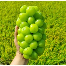 산지직송 고당도 특품 18brix 샤인머스켓 김천 경산 수출용 가정용 선물용 백화점용 에어포장 프리미엄 제철과일 씨없는 망고 포도 장인 명절 선물 세트 샤인머스캣, 2.샤인머스켓2kg(5~6수)