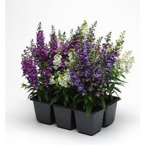 안젤로니아 세레니타 혼합(꽃씨앗 종자/ 10립)