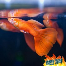 [고정구피] 알비노 풀 1쌍