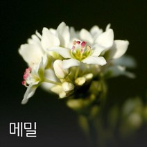 메밀 50g 야생화씨앗