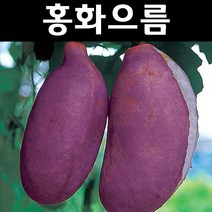 홍화으름/대과종 나무 묘목 키1.5m 결실주(분) 1개/유실수/과수