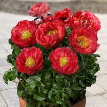 시즌플라워 [뿌리묘]왜성향수작약-모스코 뿌리1개, 1개