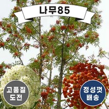 (나무85) 차빛당마가목 실생2년 묘목 ( 5주묶음 ), 1.차빛당마가목 실생2년 ( 5주묶음 )