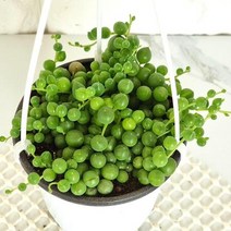 콩란 콩선인장 실내 키우기쉬운 행잉 거실 식물 화분 다육, 단품