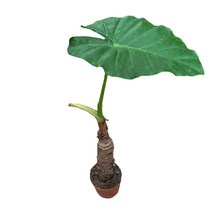 팡팡플랜트 실내 공기정화식물, 1개, 알로카시아 오도라(10cm)