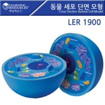 러닝리소스_LER1900 동물 세포 단면 모형 Cross-Section Animal Cell Model