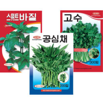베트남 동남아 채소씨앗세트 바질 공심채 고수, 1개