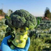 제주도 애월 당일수확 브로콜리 2kg /4송이내외, 단품